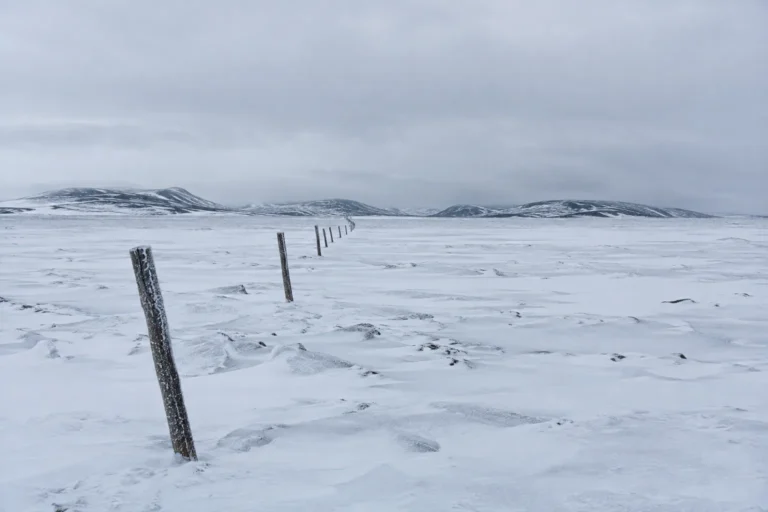 Wide arctic landscape photograph in flat winter light: a broad snow plain running to low dark hills, with a single line of old wooden survey stakes marching away from the camera into the distance, each one leaning slightly, frost on the timber. The stakes are the only human mark in the frame.